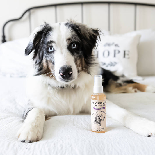 Mixologie Lavender Vanilla Waterless Dog Wash